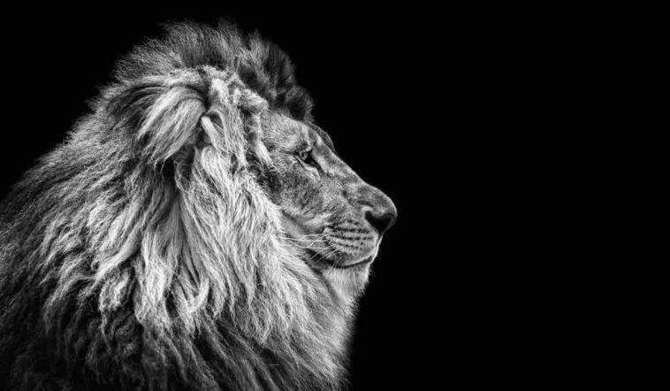 13 Raisons Pour Lesquelles Le Lion Est Le Meilleur Signe Du Zodiaque De