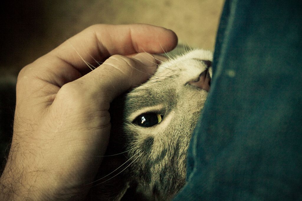 Pouvoirs secrets du ronronnement du chat sur l'homme - Santévet