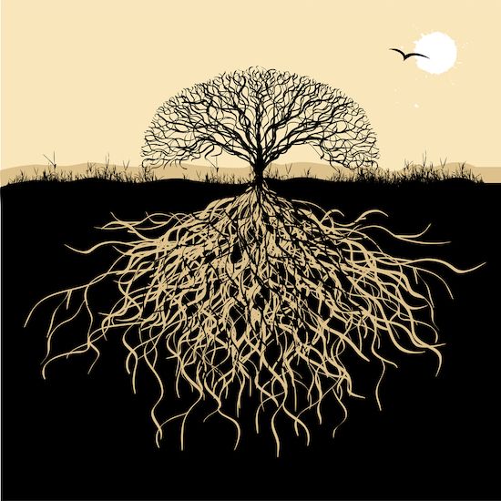 L'arbre de vie : Dessin pas-à-pas et explication de son pouvoir symbolique  