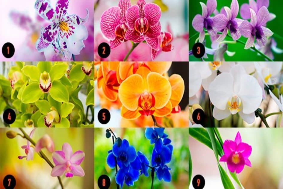 Choisissez Une Orchidee Et Recevez Un Message Puissant Esprit Spiritualite Metaphysiques