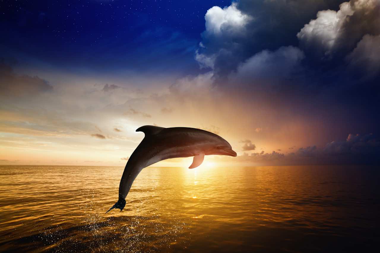 Le dauphin, signification spirituelle et sa portée sur notre