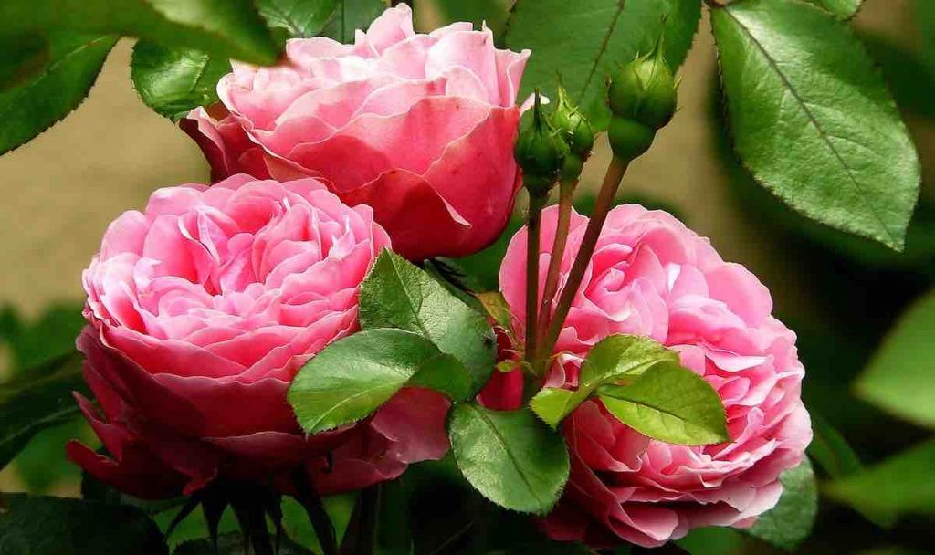 Significations des Roses 